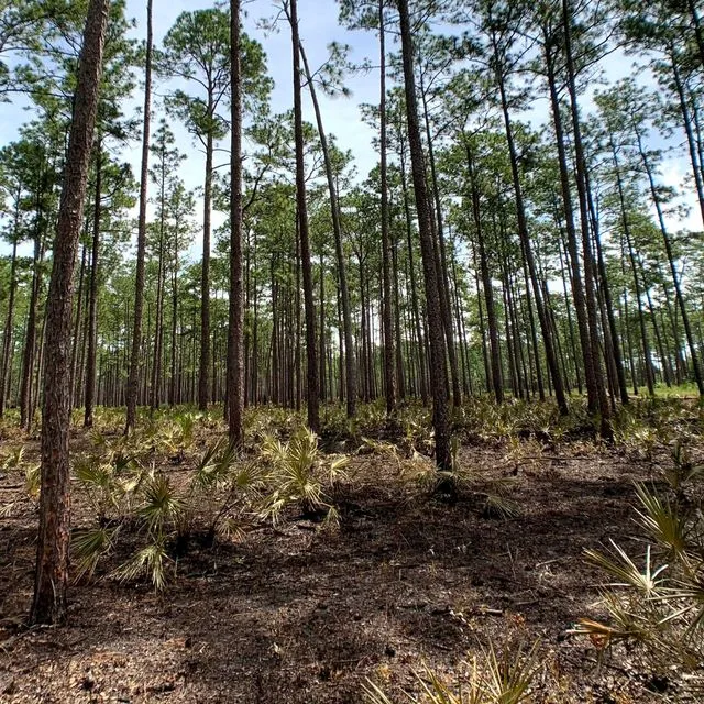 thumbnail for publication: Bees and Fire: How does Fire in Longleaf Pine Savannas Affect Bee Communities?